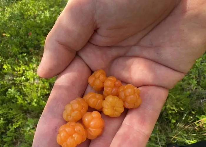 In Quiet Surroundings, Surrounded By Beautiful Nature, Near *